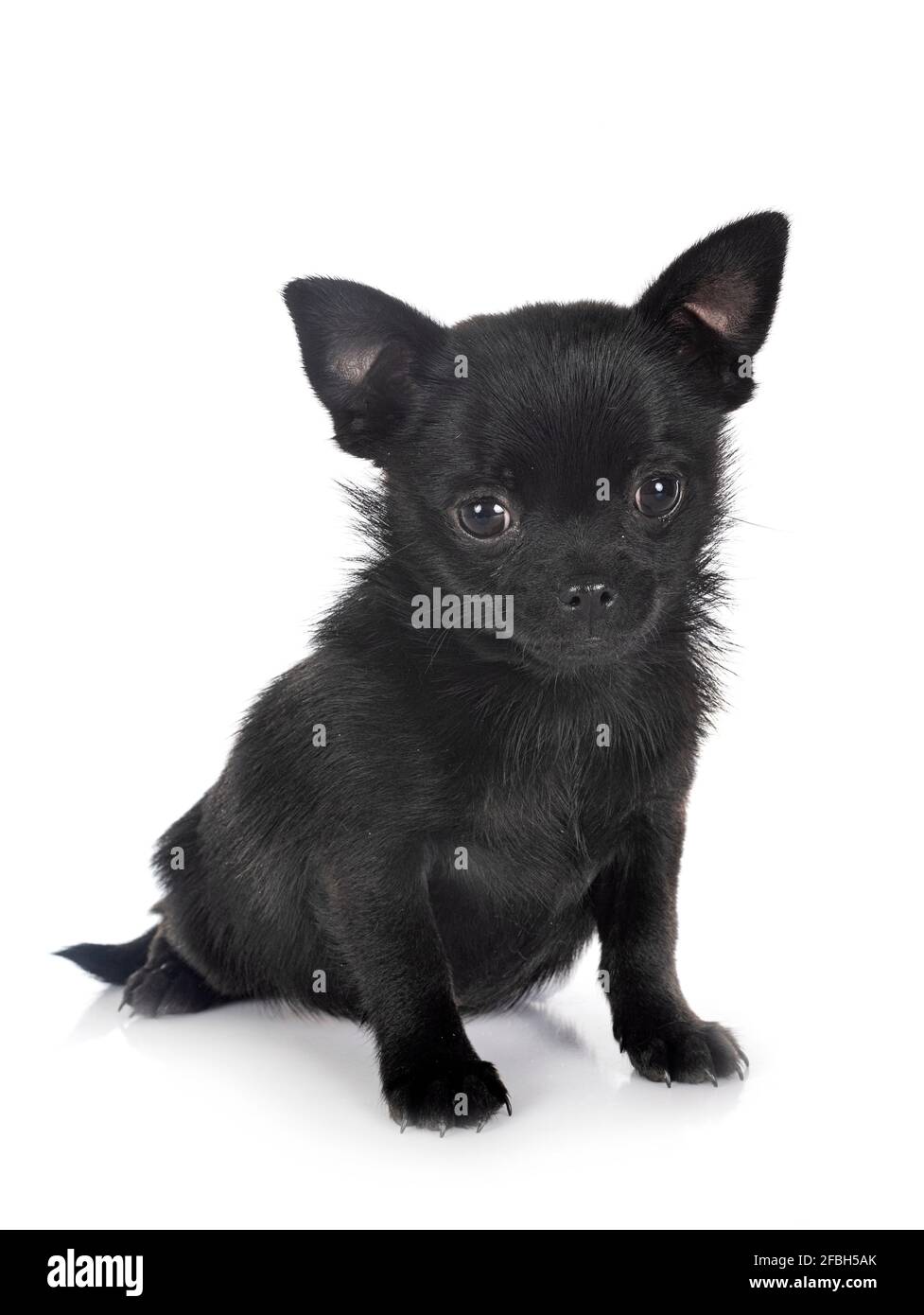 Poco chihuahua delante de un fondo blanco Foto de stock
