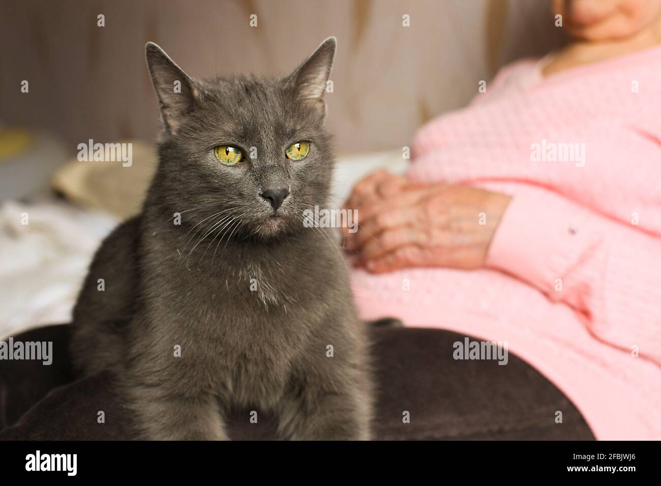 Gran gato viejo sentado en el regazo de una anciana. Señora mayor descansando con su mascota azul ruso gatito. Gato maduro gruñón tumbado en las piernas de la abuela, arrugado Foto de stock