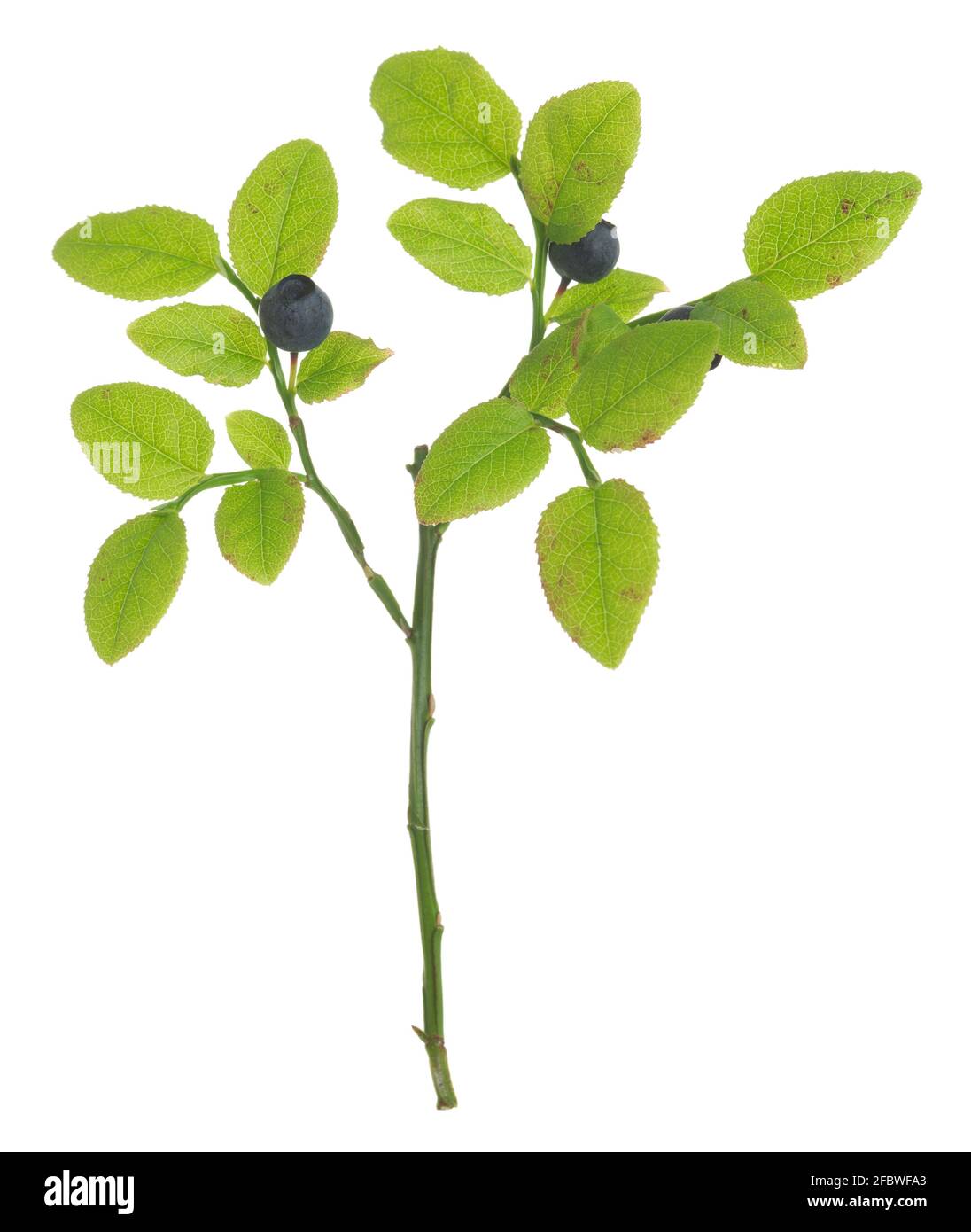 Arándano europeo, Vaccinium myrtillus planta con bayas maduras aisladas sobre fondo blanco Foto de stock