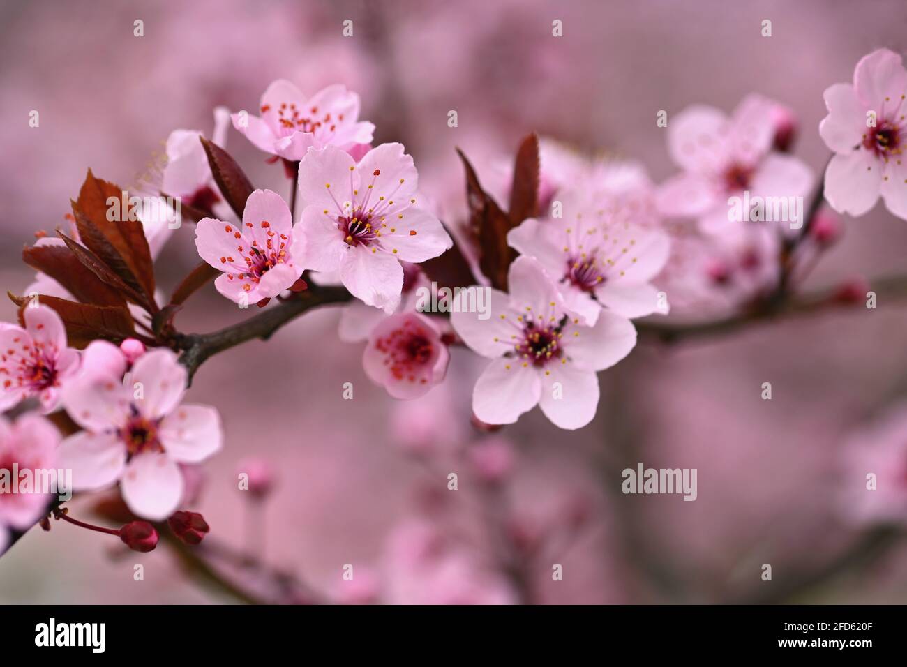 Ramas de cereza en flor. Fondo en primavera en la naturaleza al aire libre. Flores de color rosa sakura en primavera. Foto de stock