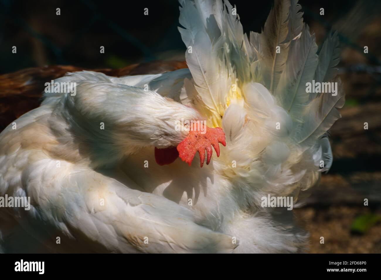 Polla blanca pecking su propio culo, la limpieza de su propio concepto de  lío, la posición inusual de una fotografía de pájaro. Poner la cabeza en el  culo meme Fotografía de stock -