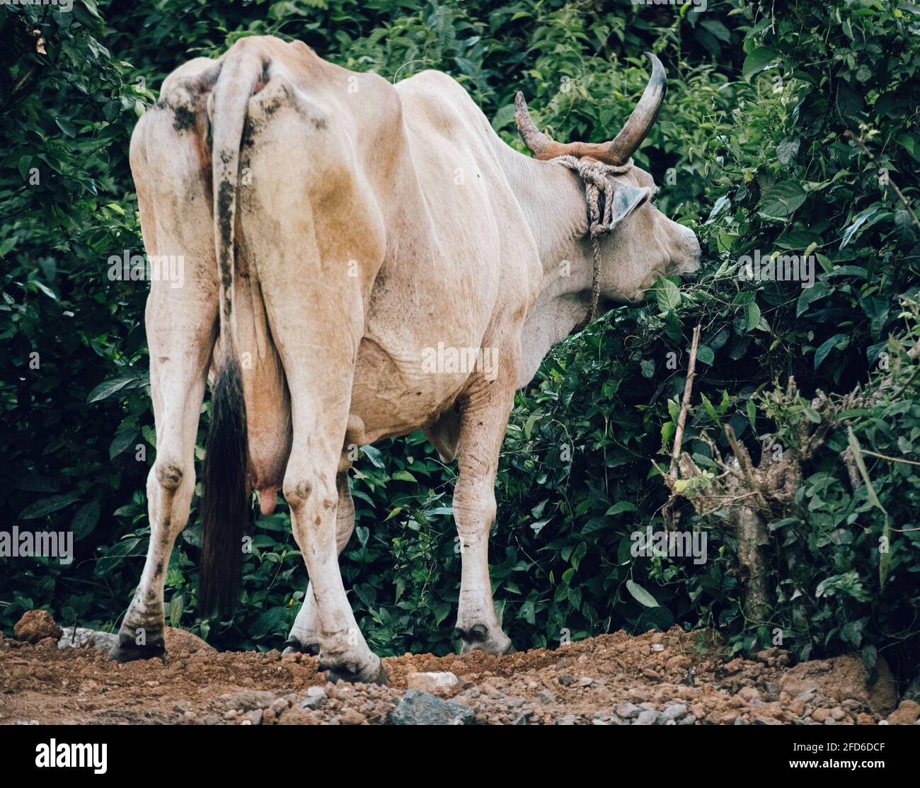 Vaca comiendo hojas en el lado de un camino, se topa con cuernos grandes y mostrando sus glúteos feos. Foto de stock