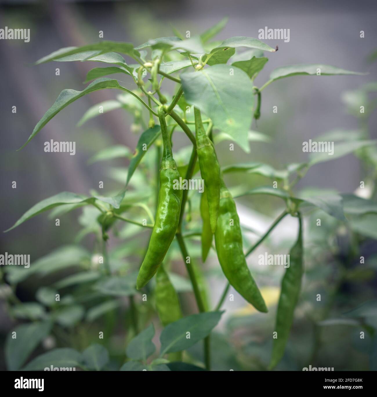 Planta de chile verde fotografías e imágenes de alta resolución Alamy