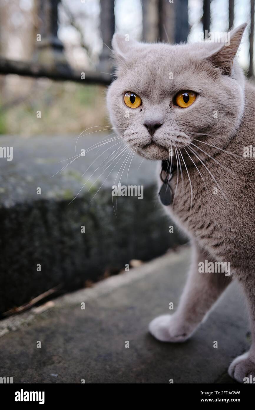 Hermoso gris / azul de pelo corto persa gato fuera en la calle Fotografía  de stock - Alamy