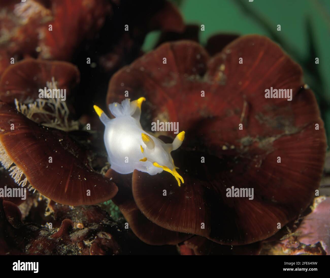 Nudibranch, Polycera faeroensis. Este nudibranch se describe originalmente de las Islas Feroe. En el Atlántico noreste es una especie común en el shal Foto de stock