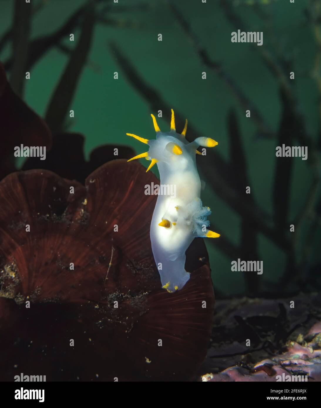 Nudibranch, Polycera faeroensis. Este nudibranch se describe originalmente de las Islas Feroe. En el Atlántico noreste es una especie común en el shal Foto de stock