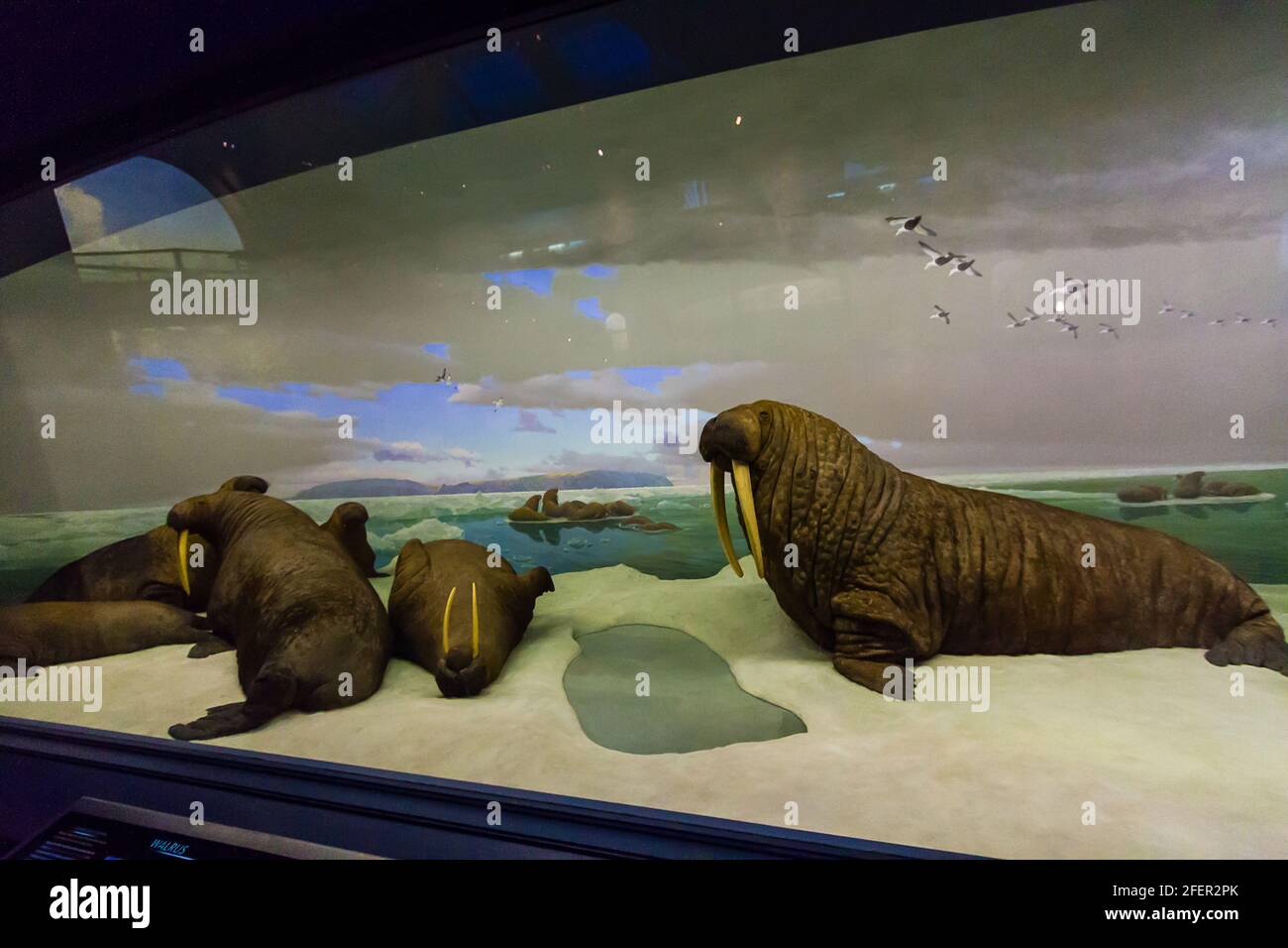 La morsa (Odobeno rosmarus) En el Salón de la Vida Oceánica en el Museo Americano de Historia Natural en la Ciudad de Nueva York Foto de stock