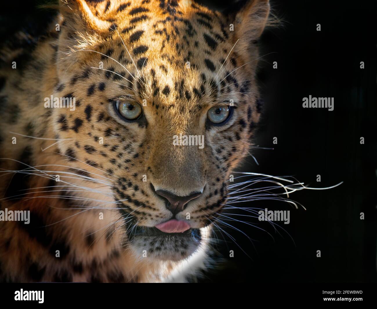 Amur leopardo Panthera pardus orientalis Foto de stock