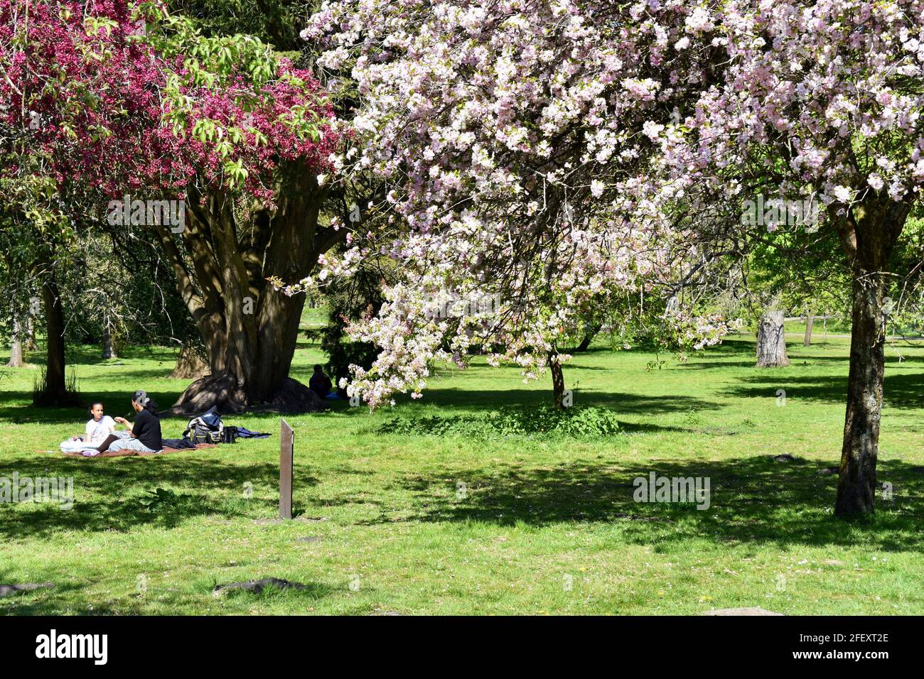 Sentado en la hierba bajo los árboles en flor en Bute Park, Cardiff, Gales Foto de stock