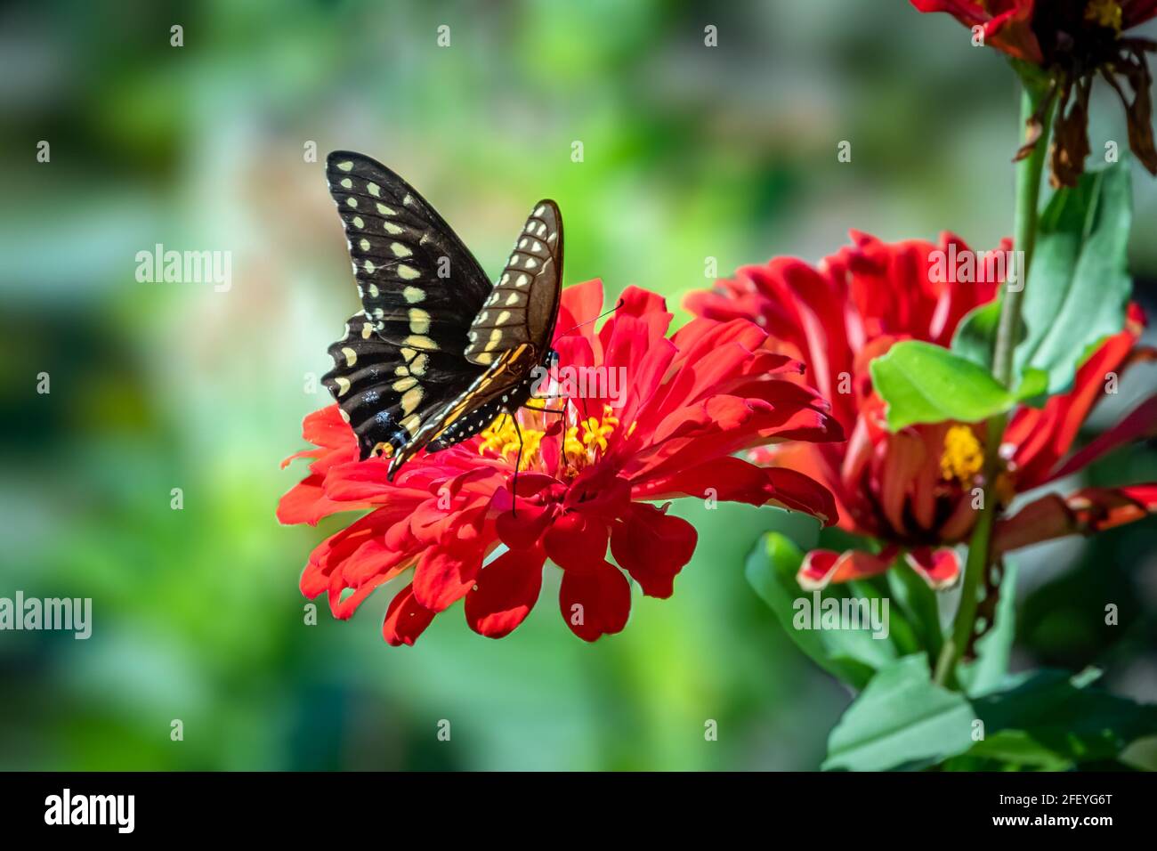 Cola negra oriental (Papilio polyxenes) encaramada sobre flores rojas. Foto de stock