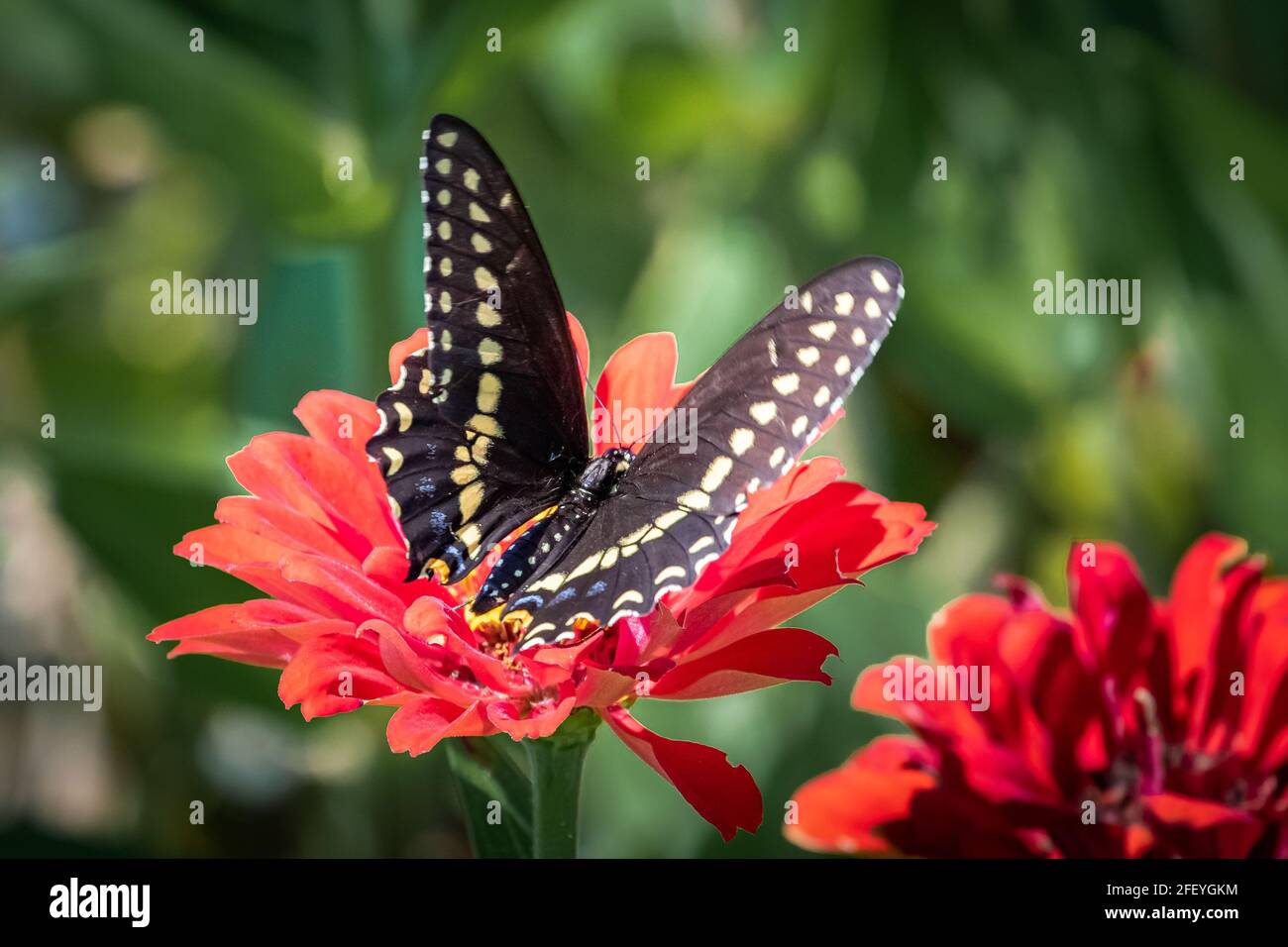 Cola negra oriental (Papilio polyxenes) encaramada sobre flores rojas. Foto de stock