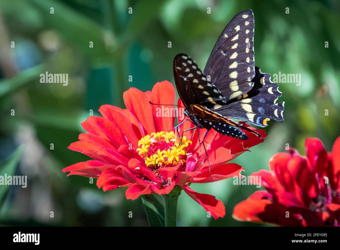 Cola negra oriental (Papilio polyxenes) encaramada sobre flores rojas. Foto de stock