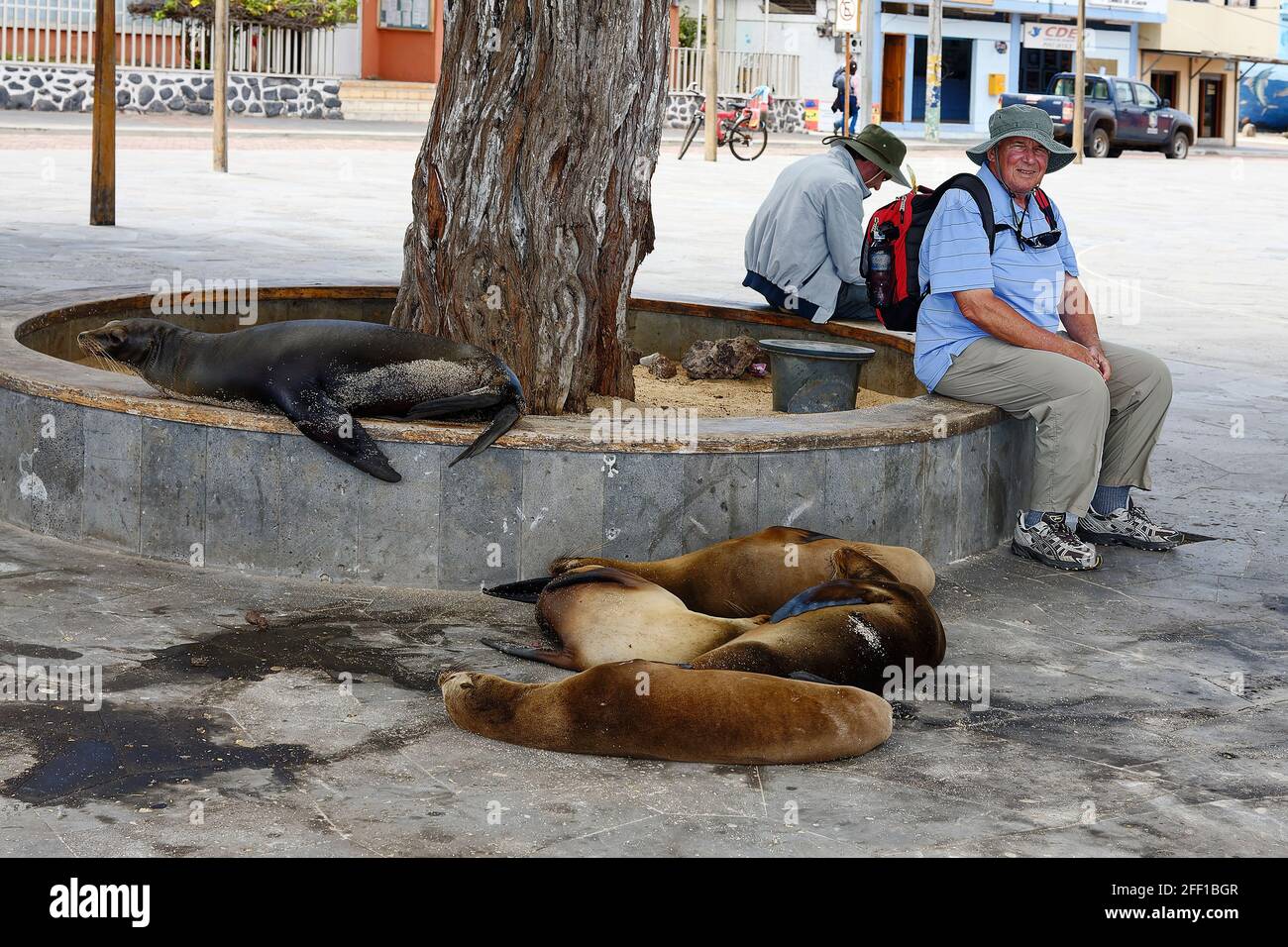 Escena de la calle; 5 leones marinos descansando; recinto de piedra circular bajo alrededor del árbol; hombres sentados; animales sin miedo; fauna marina; Sudamérica; Galápagos Foto de stock