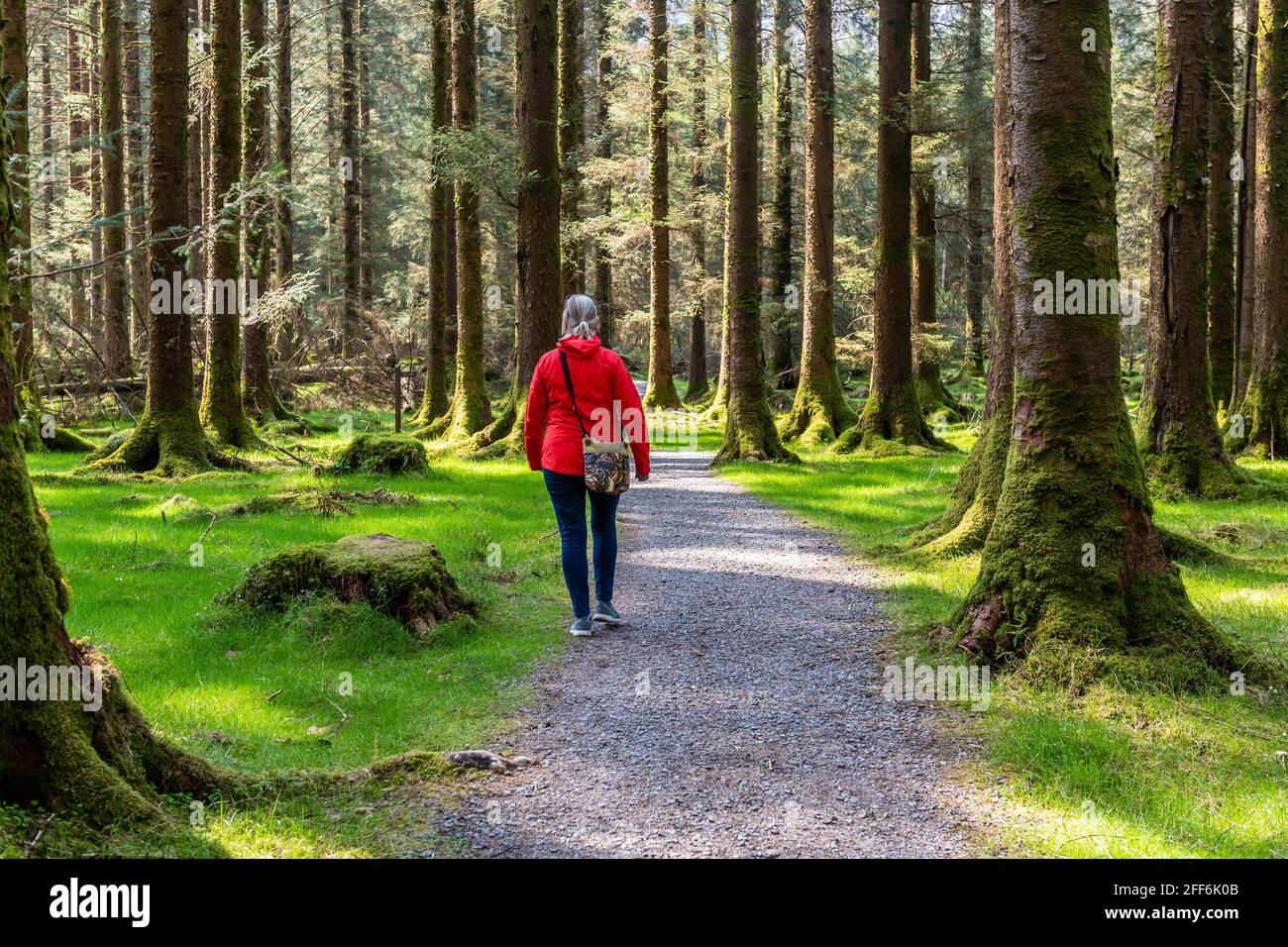 Mujer camina entre los árboles en el Parque Nacional Forestal de Gougane Barra, Ballingeary, Macroom, West Cork, Irlanda. Foto de stock