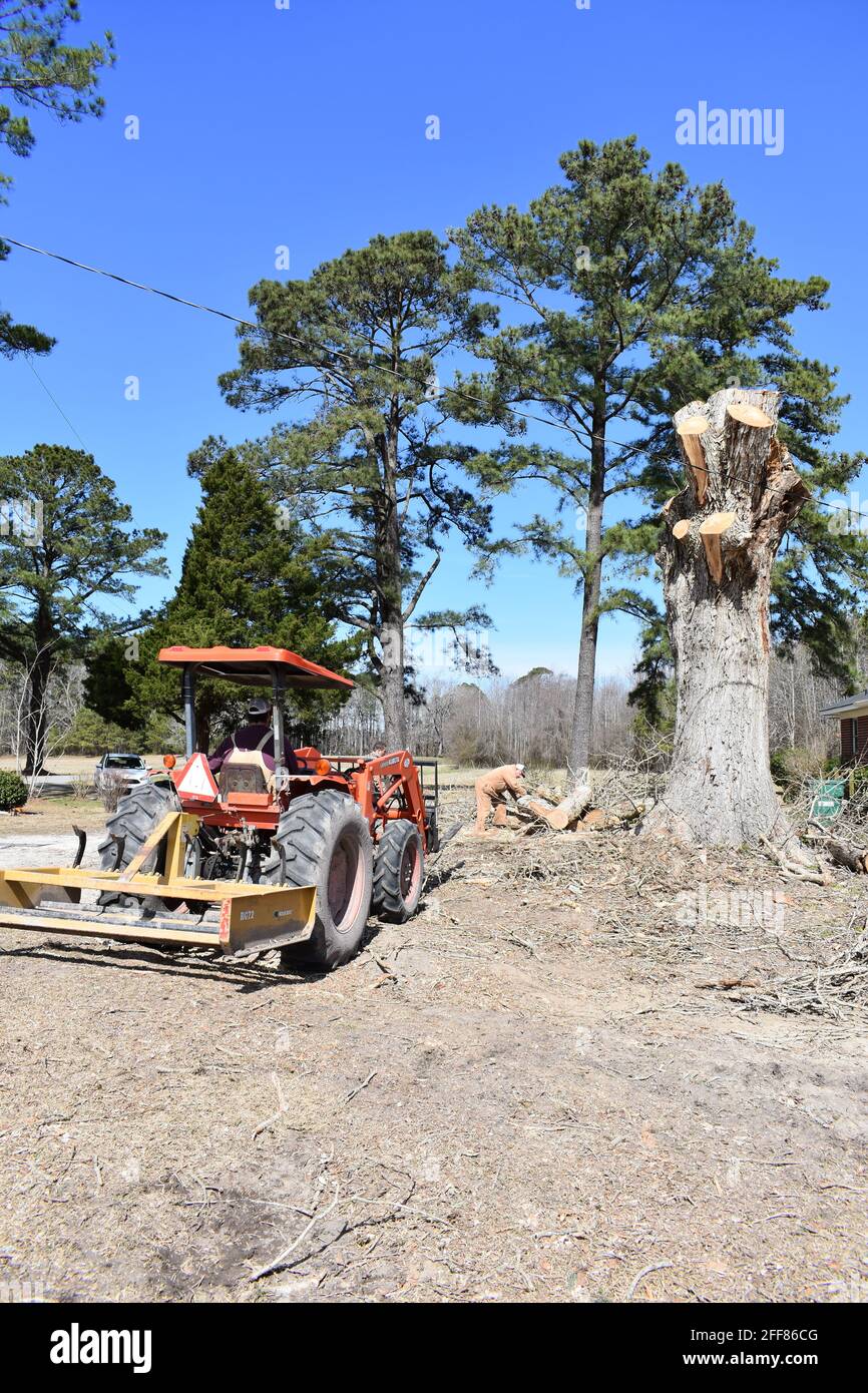 Un árbol siendo removido y cortado en leña. Foto de stock