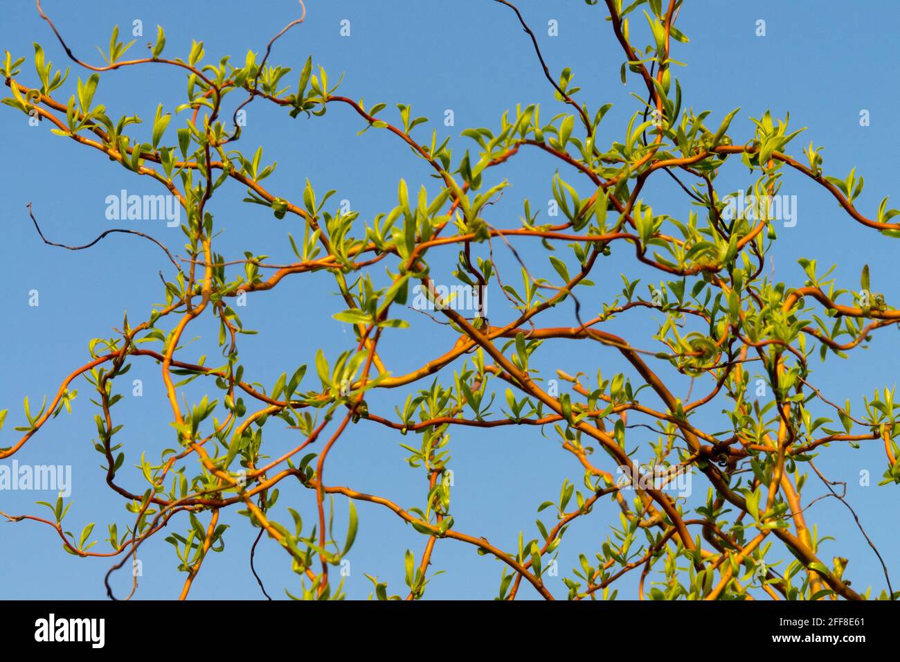 Salix babylonica matsudana tortuosa Curly sauce a principios de la primavera Foto de stock