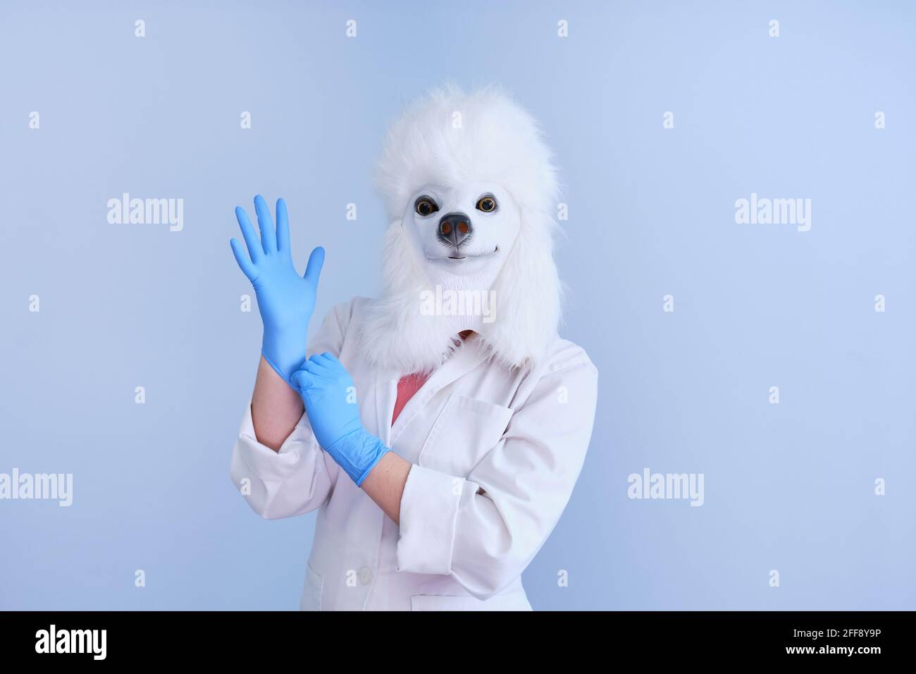 Mujer joven en una máscara de látex para la cabeza de perro y abrigo blanco poniéndose guantes sobre un fondo azul. Conceptos veterinarios médicos. Foto de stock