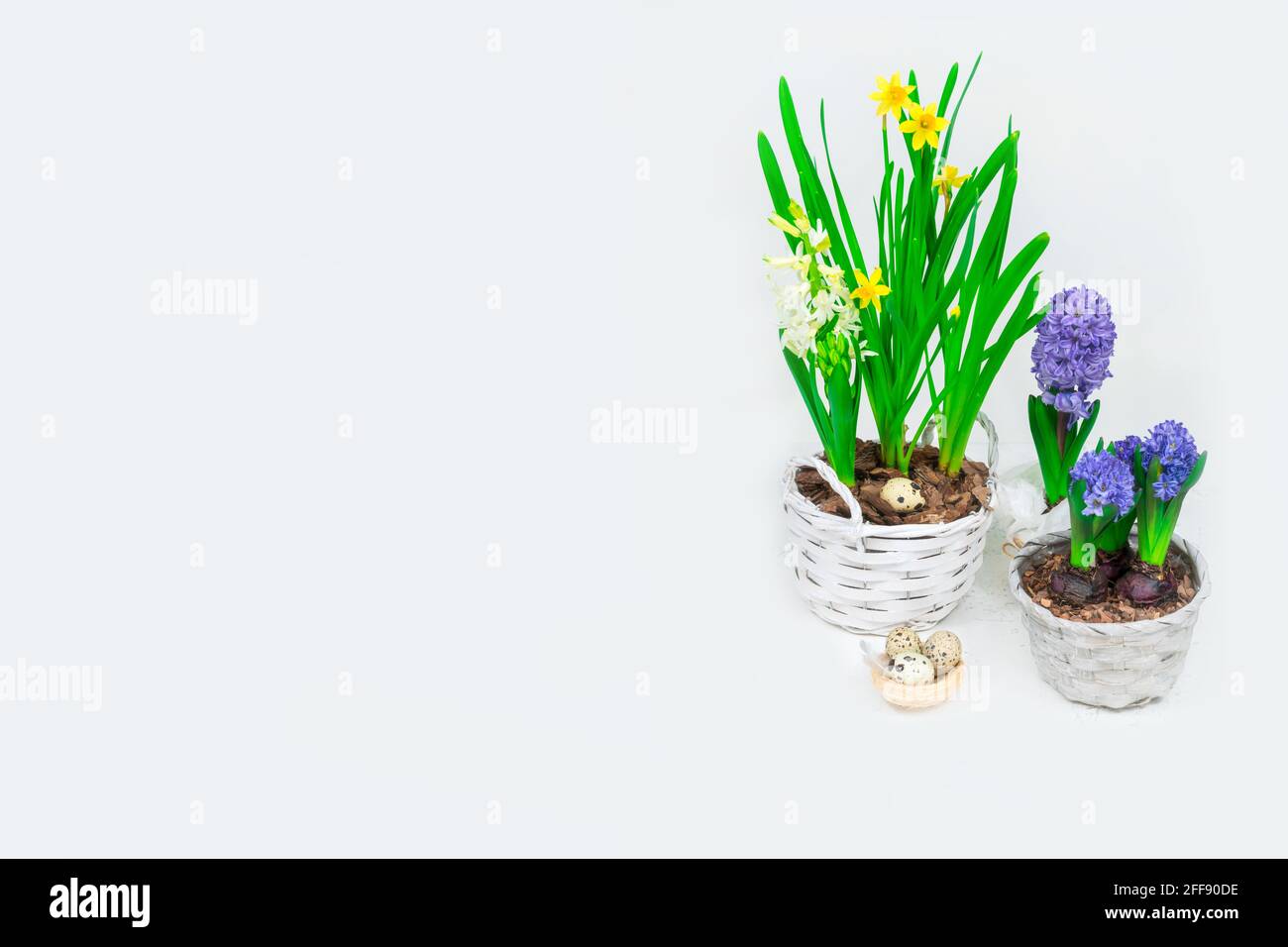 Bandera de Pascua. Hermosos narcisos amarillos con hiacintos azules en cestas y un nido de heno decorativo con huevos de codorniz en su interior. Decoración de mesa de Pascua. Foto de stock