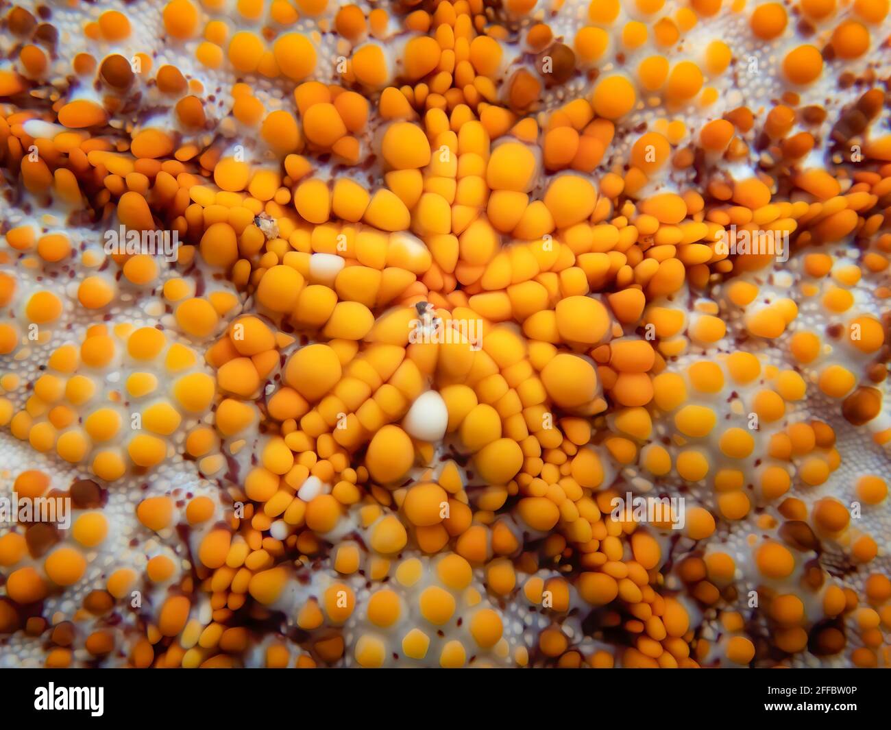 Diseño abstracto en primer plano de cojín de estrella de mar con brillantes protuberancias y formas de color naranja y blanco. Foto de stock