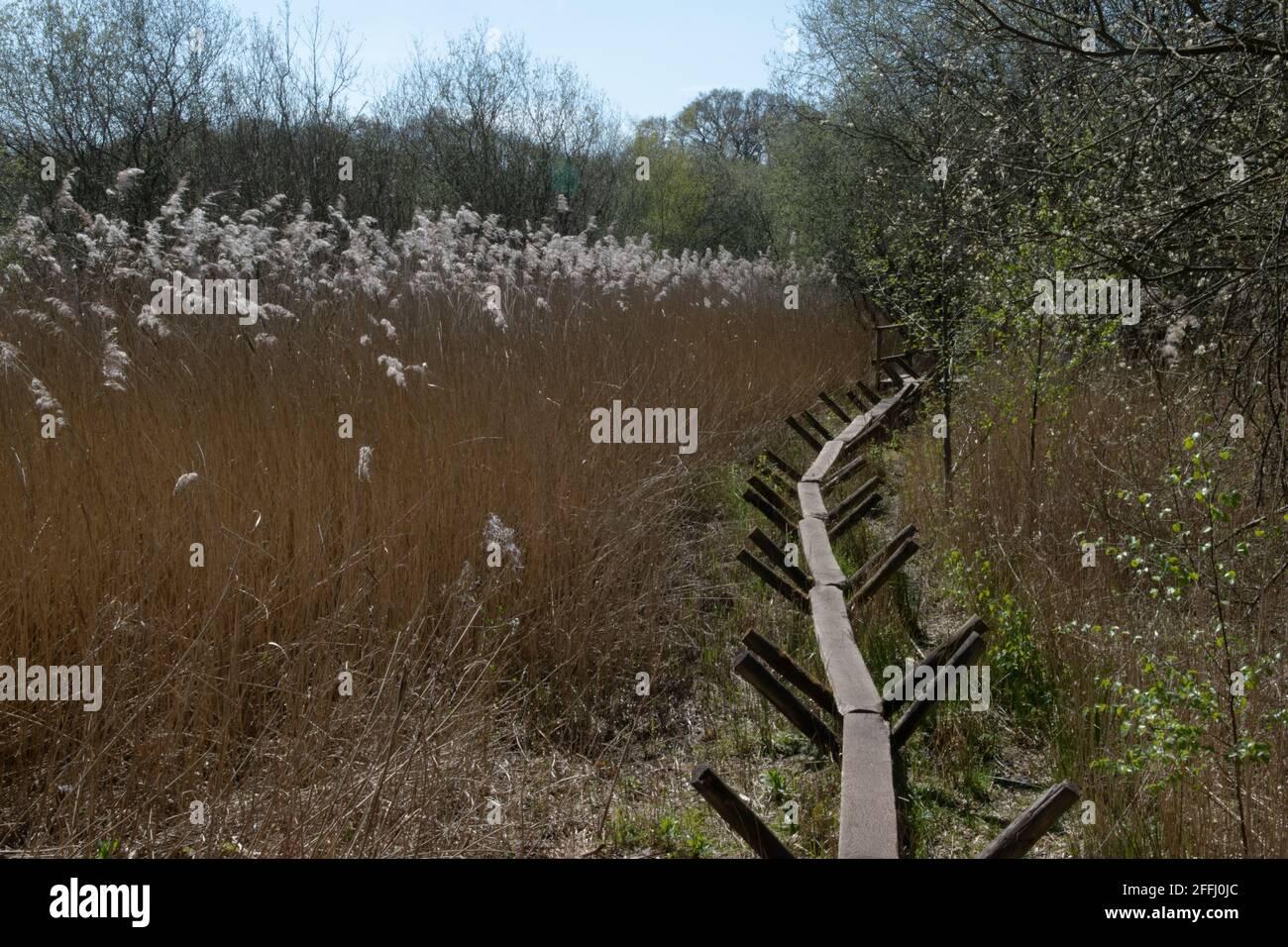 Reserva natural nacional de Shapwick, Somerset, Reino Unido Foto de stock