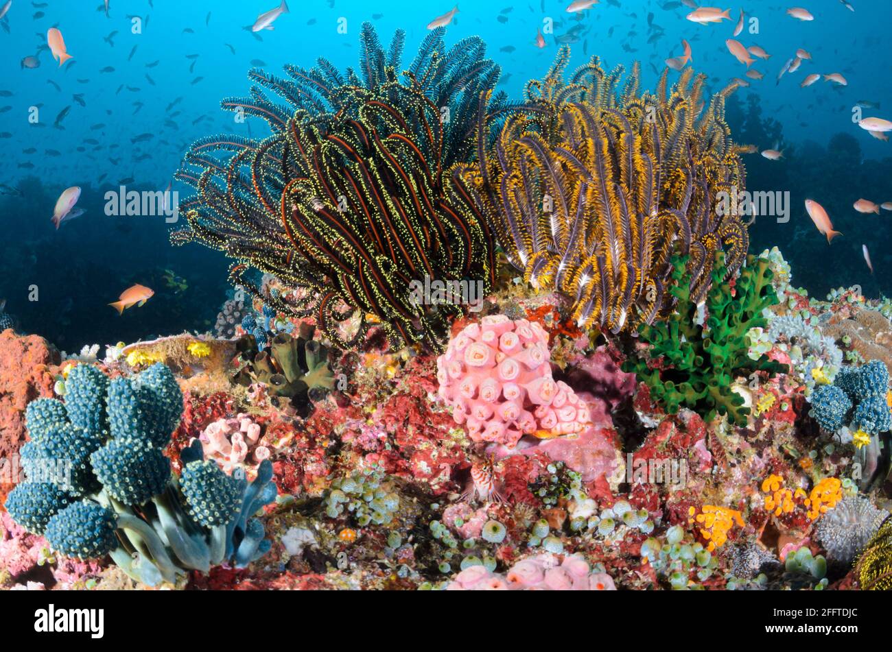 Escena de arrecife con Feather Stars, Comaster schlegelii, Anilao, Batangas, Filipinas, Pacífico Foto de stock