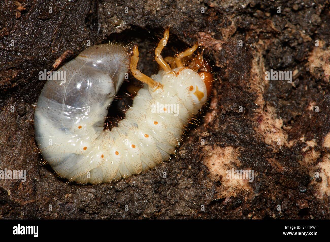 Larvas de Beetle Negro Africano. Foto de stock