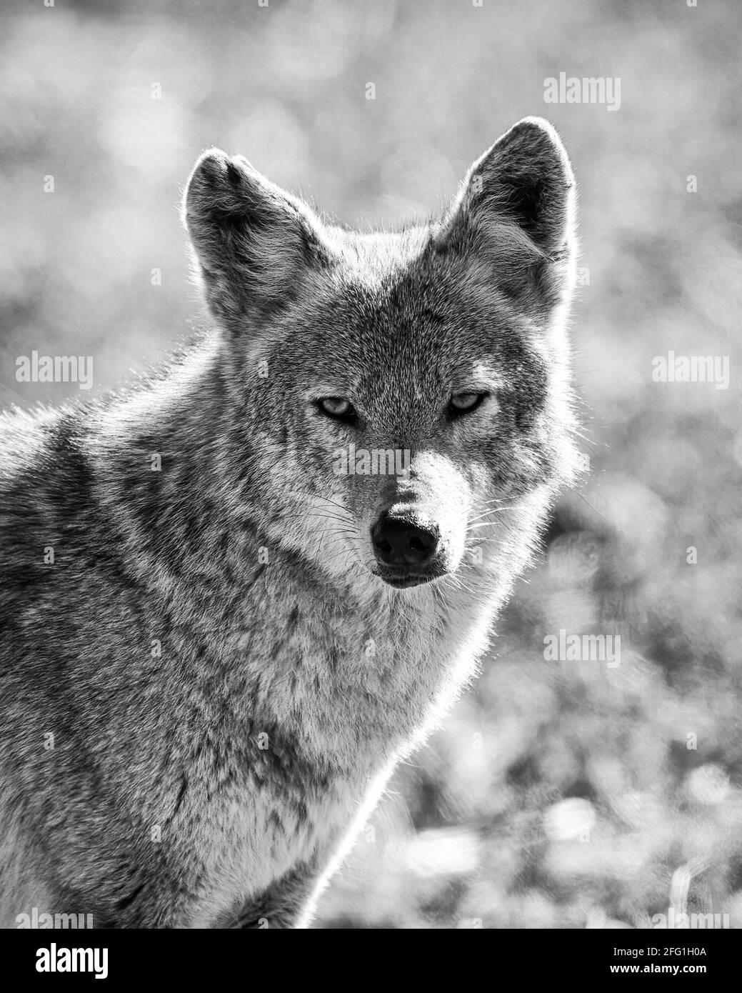 Zorro Negro Fotos E Imagenes De Stock Alamy