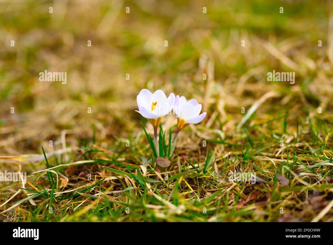 flores de color lila blanco, crecen en la hierba marchita. las primeras  flores de primavera en la naturaleza al aire libre Fotografía de stock -  Alamy