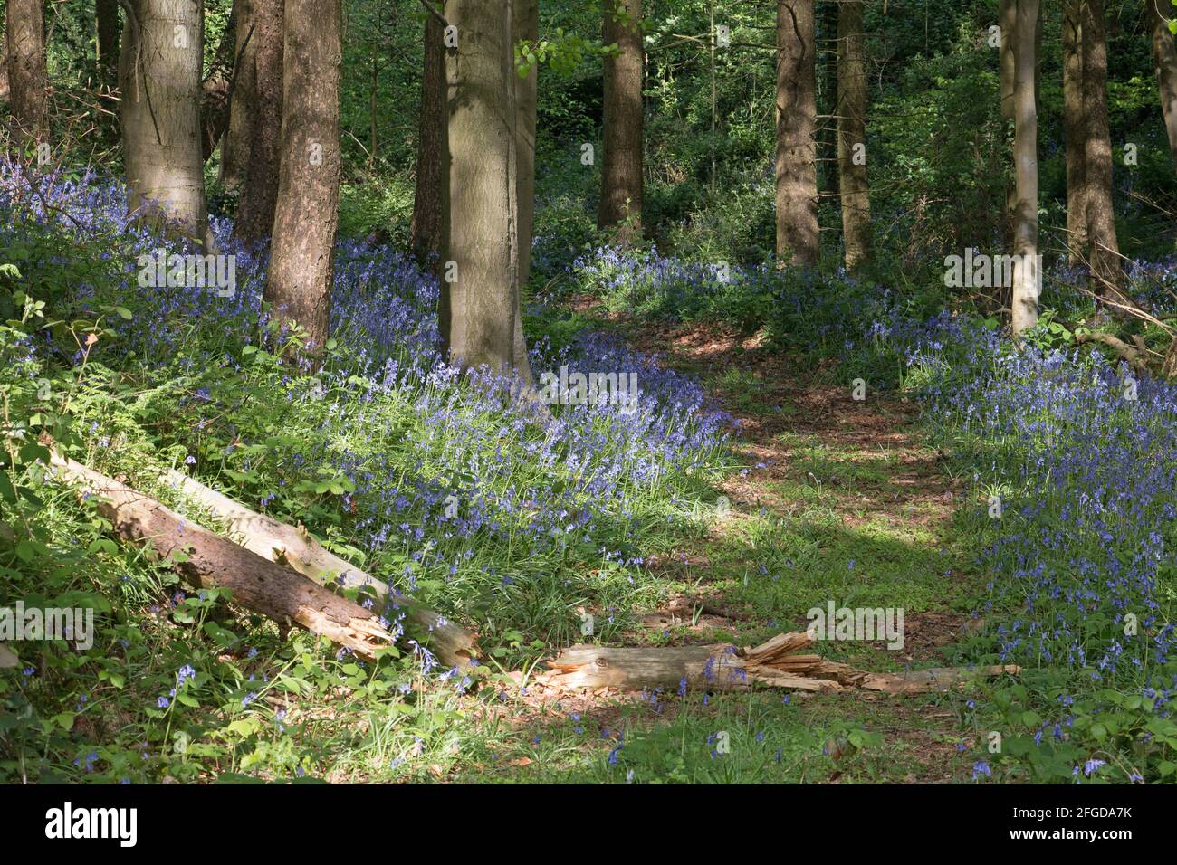 Camino de bosque con flores de arándanos, Hyacintoides no scripta, floreciendo en la primavera sol Shropshire Inglaterra Foto de stock