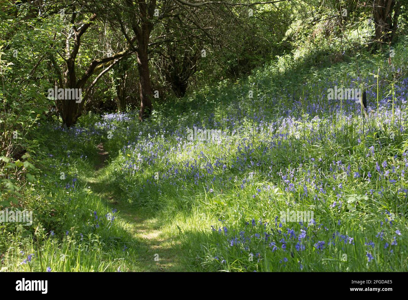 Madera de bluebell en primavera floreciendo con flores de bluebell, Hyacintoides non-scripta, en luz de aplicación, Shropshire Inglaterra Foto de stock