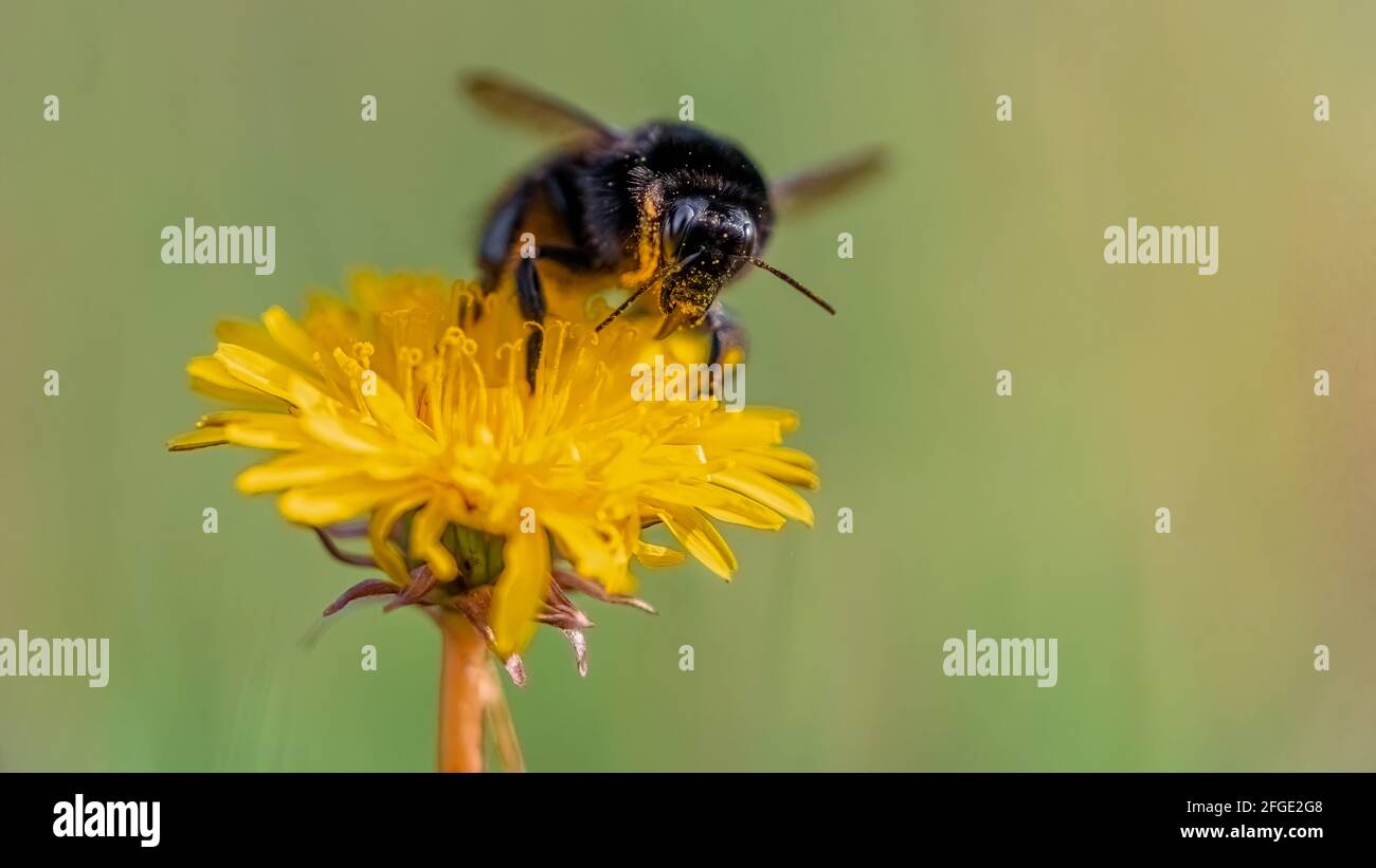 Primer plano macro de abejorros cubiertos de granos de polen bebiendo néctar de diente de león amarillo. Aislado sobre fondo verde borroso Foto de stock