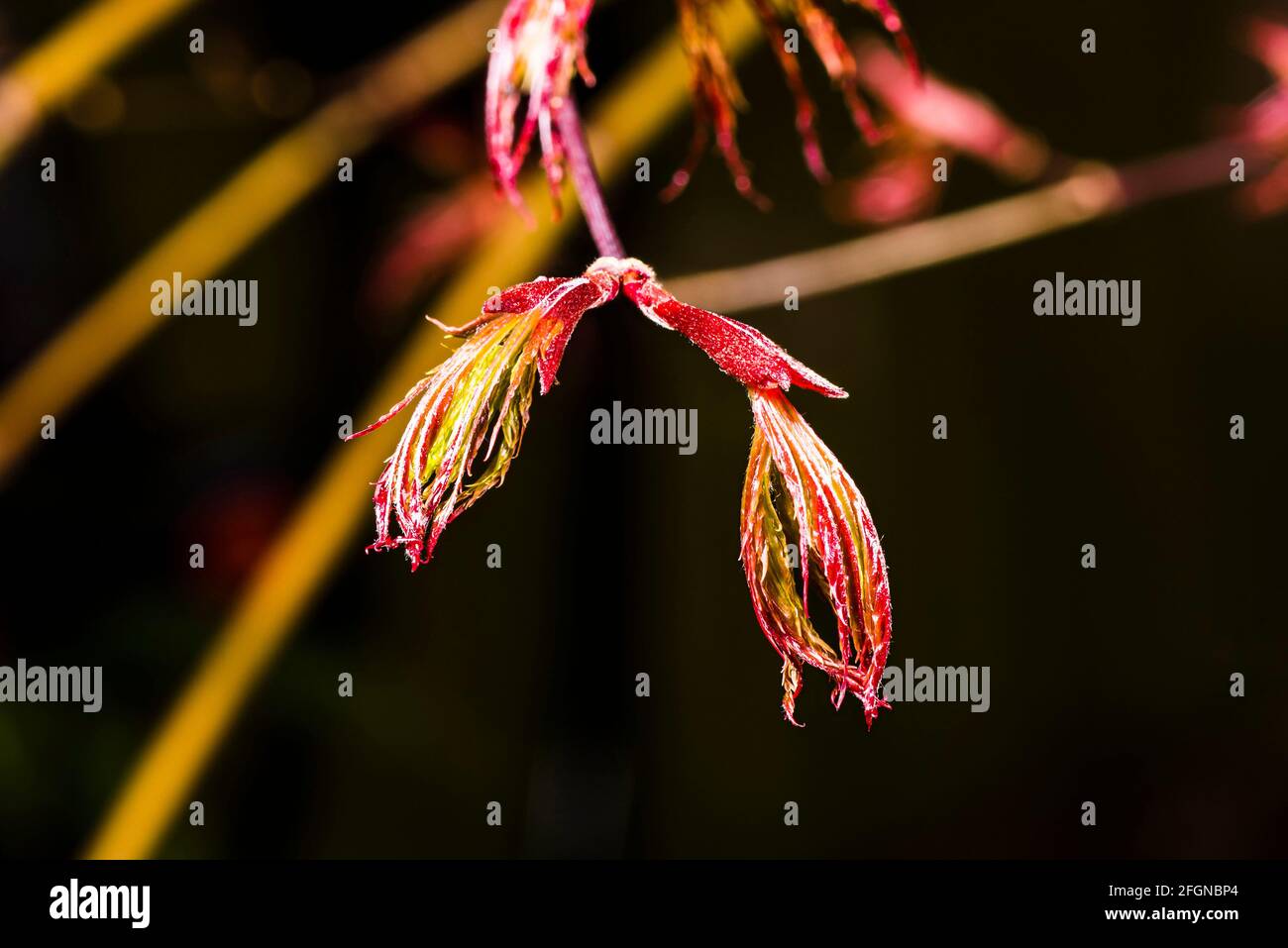 Primer plano de una hoja de apertura en un árbol 'Bloodgood' Acer Palmatum en un jardín de primavera del norte de Londres, Londres, Reino Unido Foto de stock