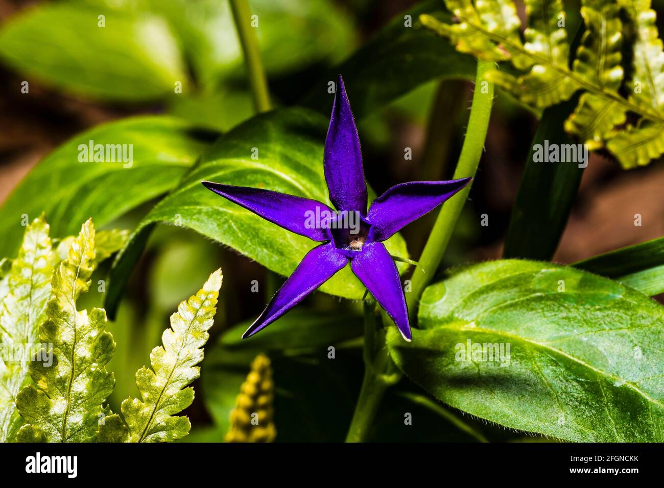 Primer plano de una flor 'Oxyloba' de Vinca en un jardín de primavera del norte de Londres, Londres, Reino Unido Foto de stock
