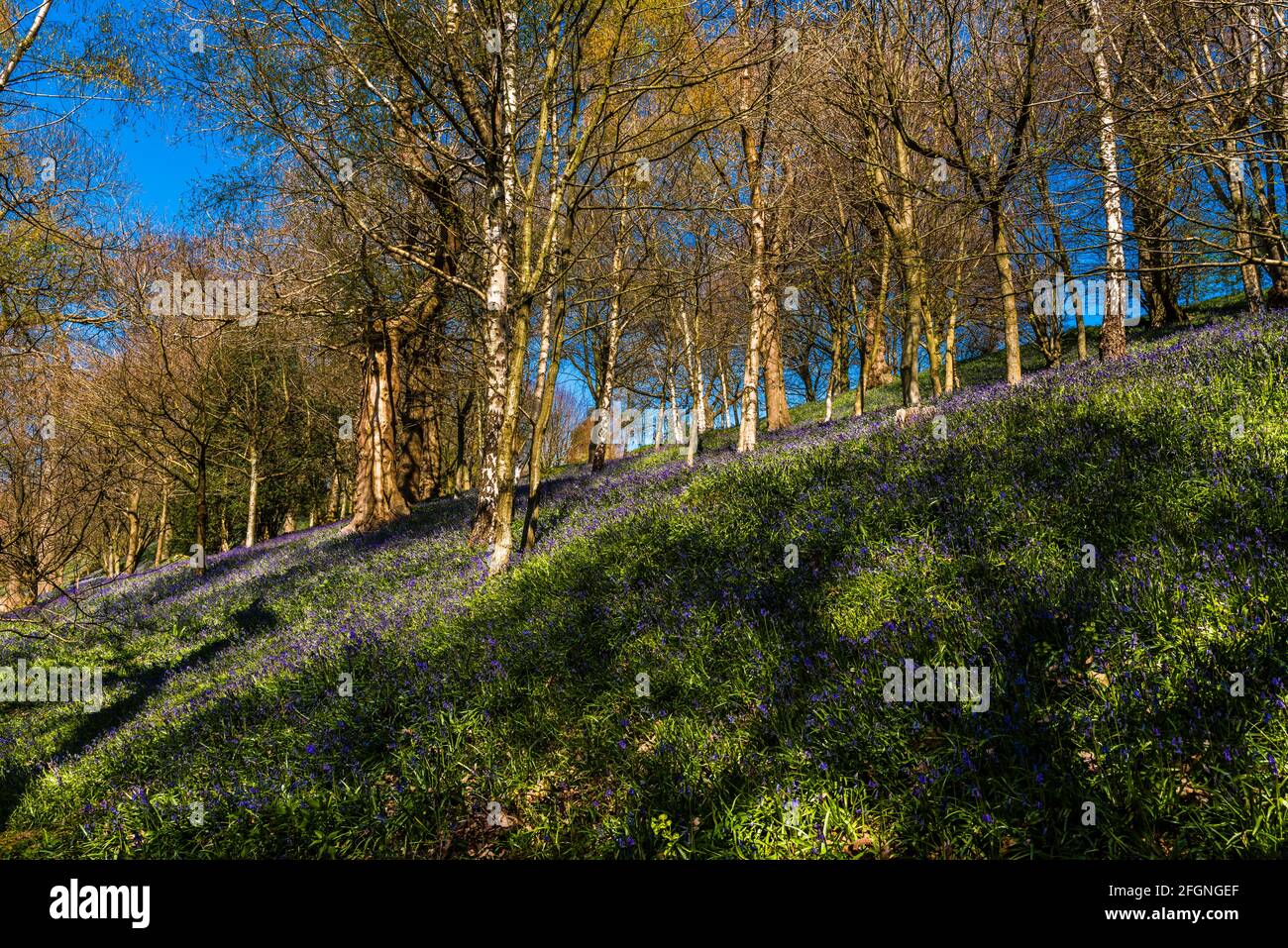 Alfombra de bluebells en madera de bluebell en primavera, Emmetts Garden, Kent, Reino Unido Foto de stock