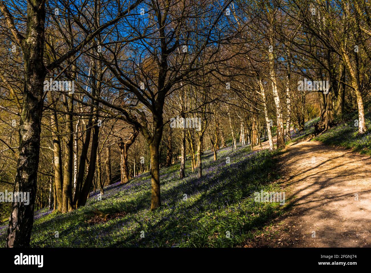 Camino a través de un bosque de cañas en primavera, Emmetts Garden, Kent, Reino Unido Foto de stock
