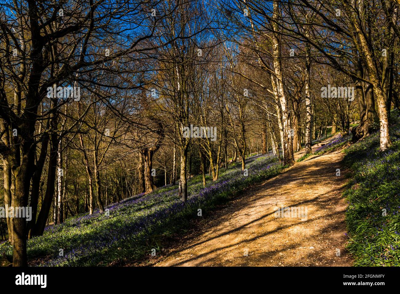 Camino en un bosque de arándanos en primavera, Emmetts Garden, Kent, Reino Unido Foto de stock