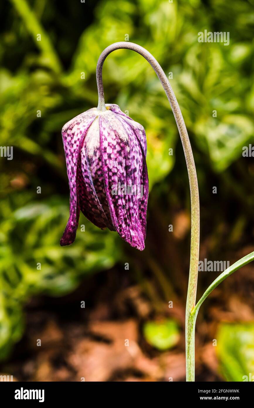 Primer plano de una flor de frutillary (Frutillaria meleagris) en un jardín de primavera del norte de Londres, Londres, Reino Unido Foto de stock