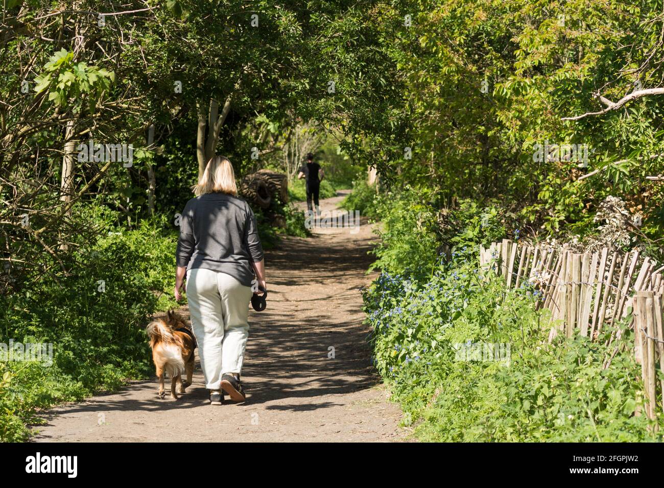 Una mujer solitaria y su perro mascota caminando por el camino de sirga al lado del río Támesis en el suroeste de Londres, Inglaterra, Reino Unido Foto de stock