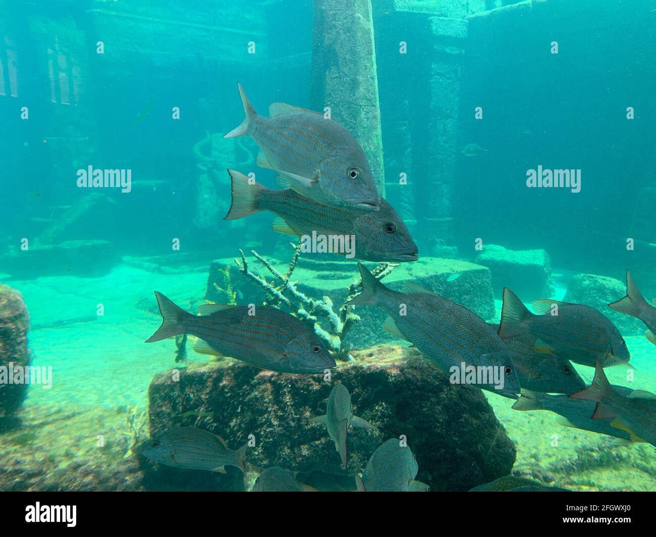 Escuela de Pesca nadando alrededor de ruinas de coral Foto de stock