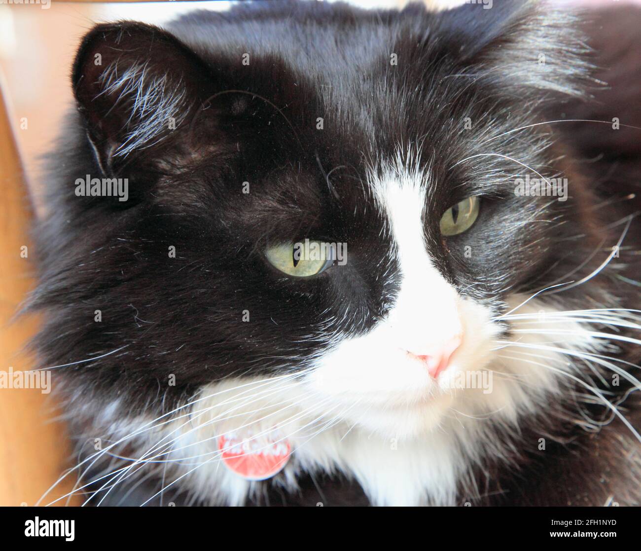 Gato blanco y negro, retrato, Foto de stock