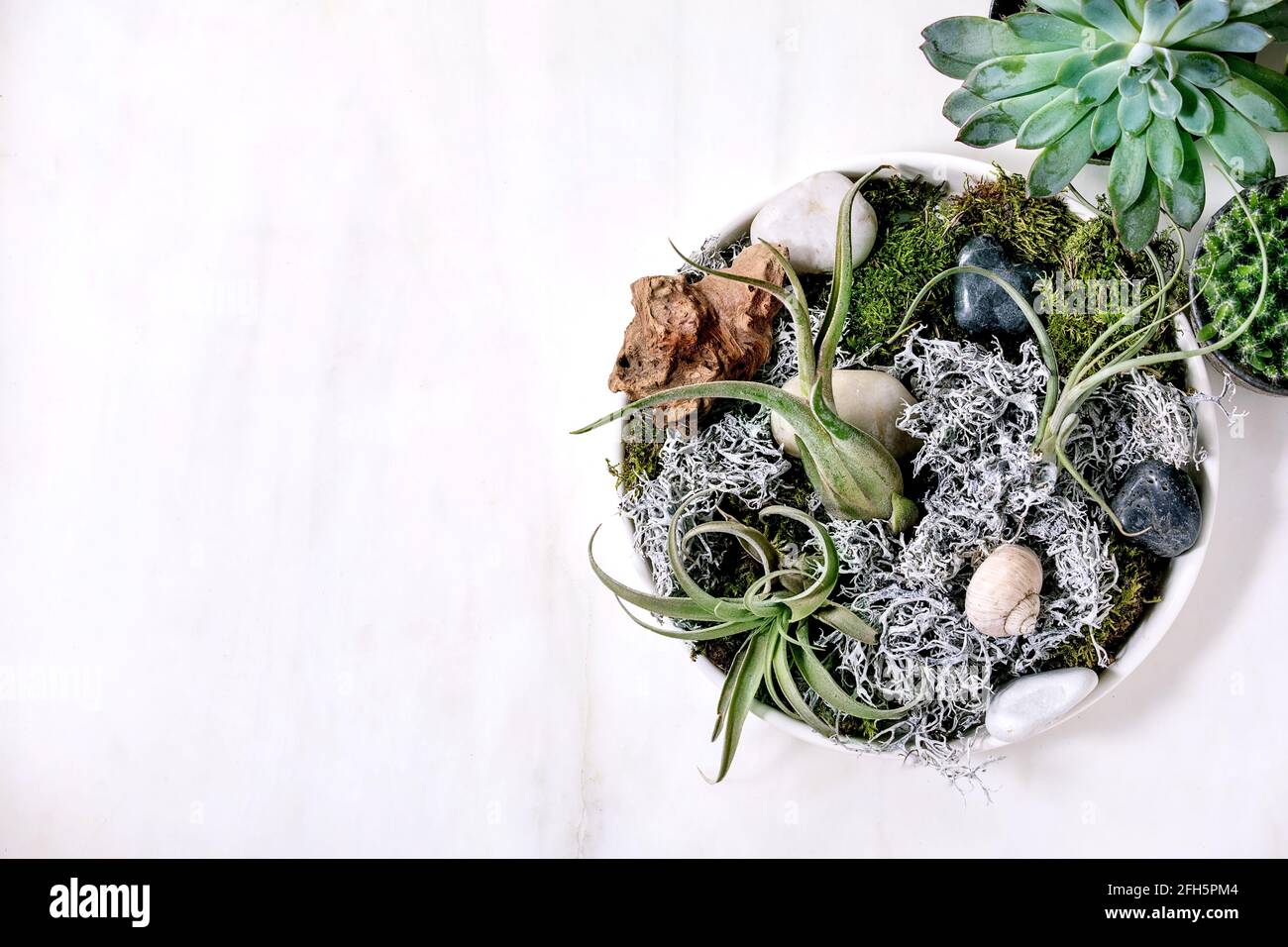 Tillandsia aire y diferentes plantas suculentas en ollas de cerámica Foto de stock