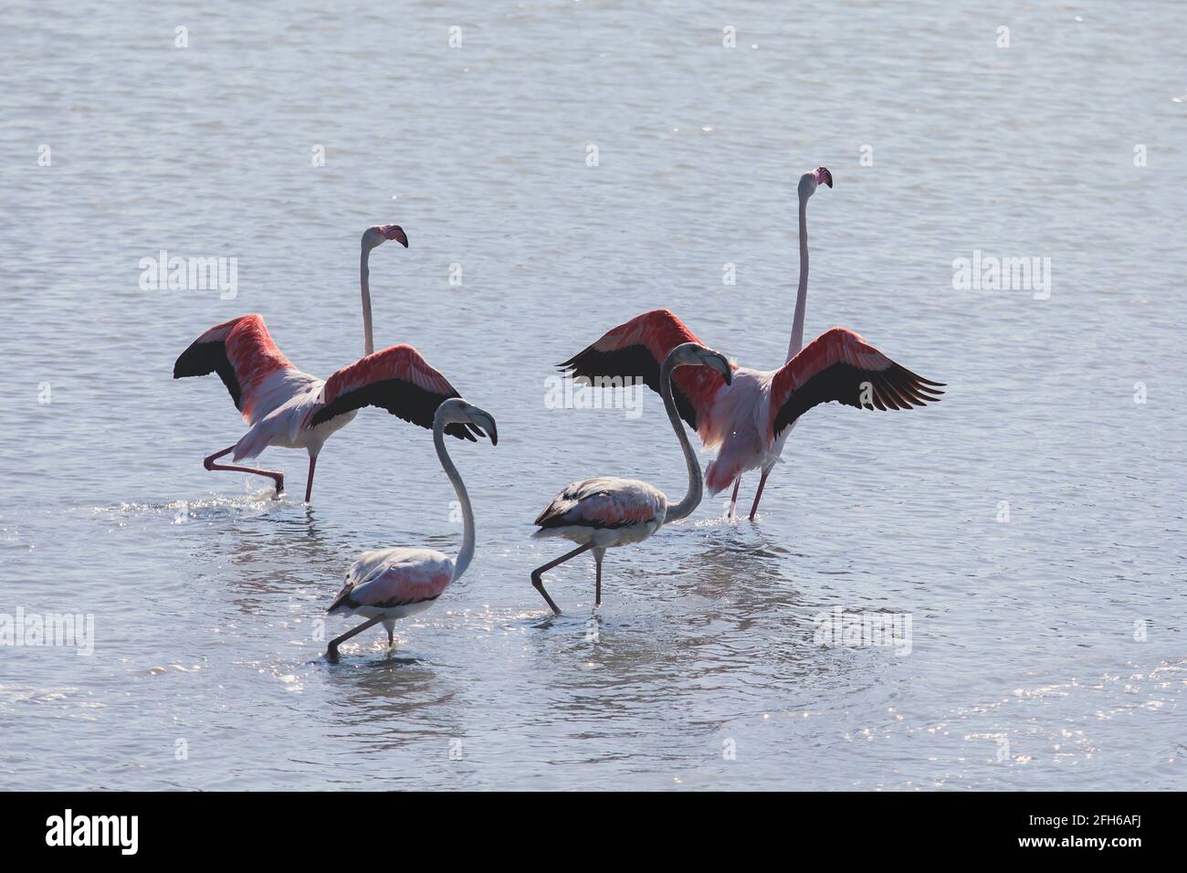 Vista de flamingos descansando en el agua, en Calpe, Salar Las Salinas,  Flamingos rosados en la provincia de Alicante, Valencia, España Fotografía  de stock - Alamy