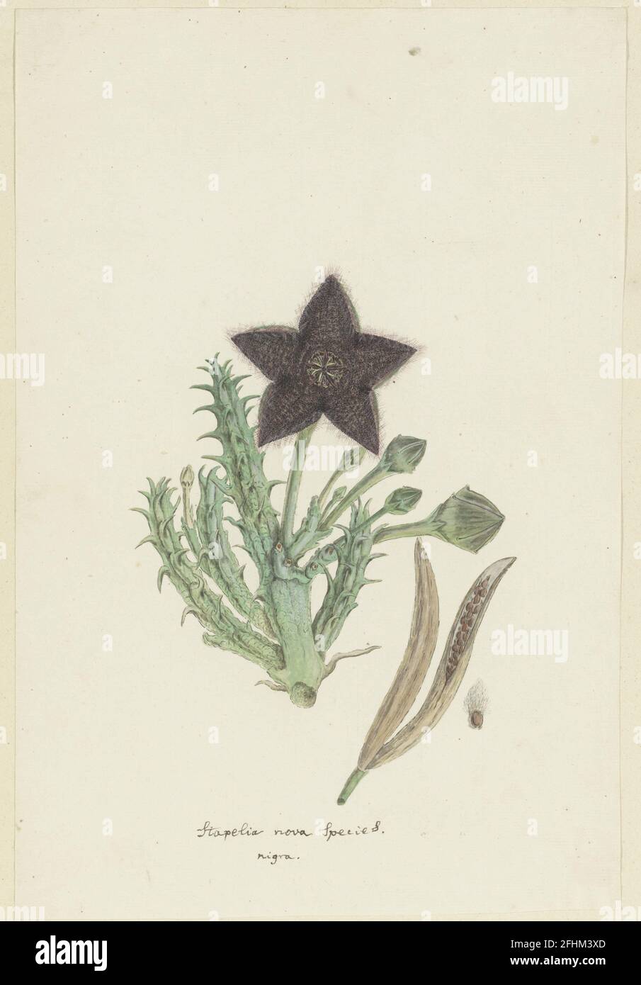 Tridentea gemmiflora Masson Haw., Robert Jacob Gordon, 1777-1786 Foto de stock