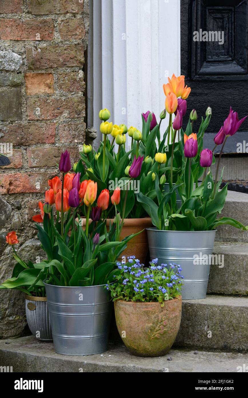tulipanes,tulipanes,tulipanes en macetas,macetas en  peldaños,pantalla,pantallas,puerta,pantalla de entrada,tulipanes en  contenedores,primavera en el jardín, RM Floral Fotografía de stock - Alamy
