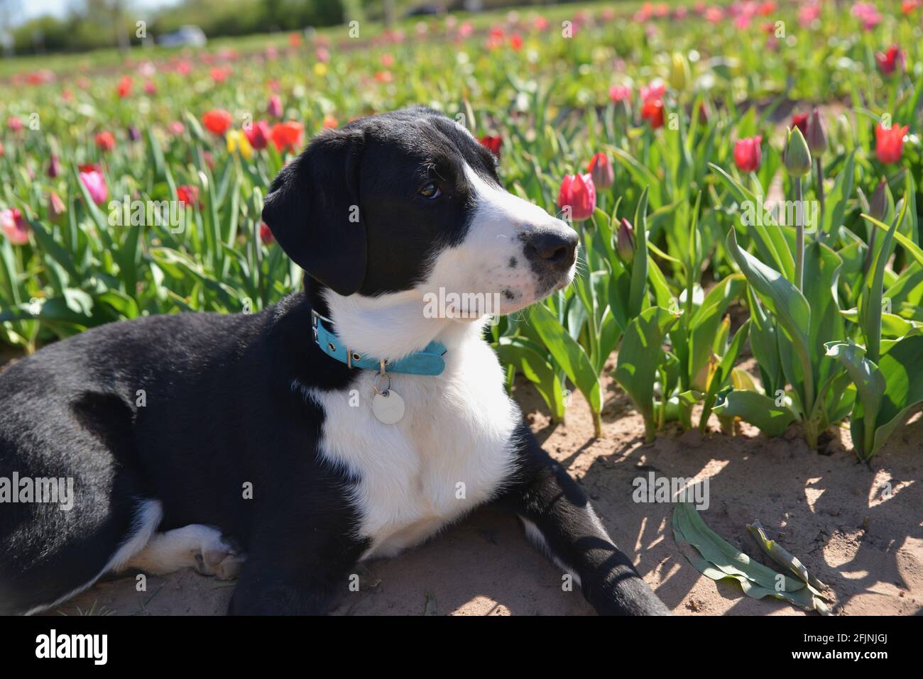 Perro en primavera Foto de stock
