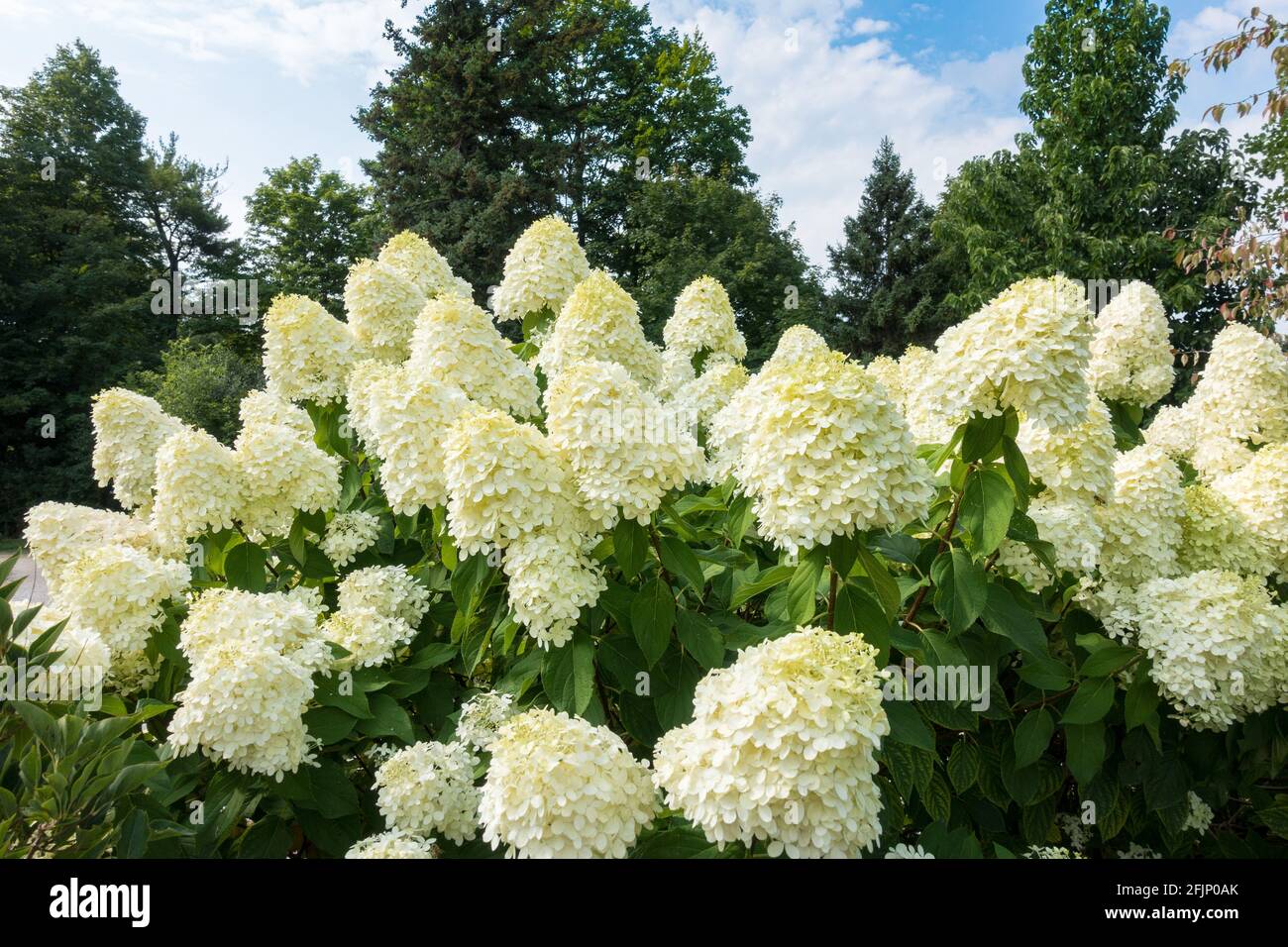 Una muestra de grandes hortensias de la luz del limón en los jardines de Edwards A. Jardín público en Toronto, Ontario, Canadá Foto de stock