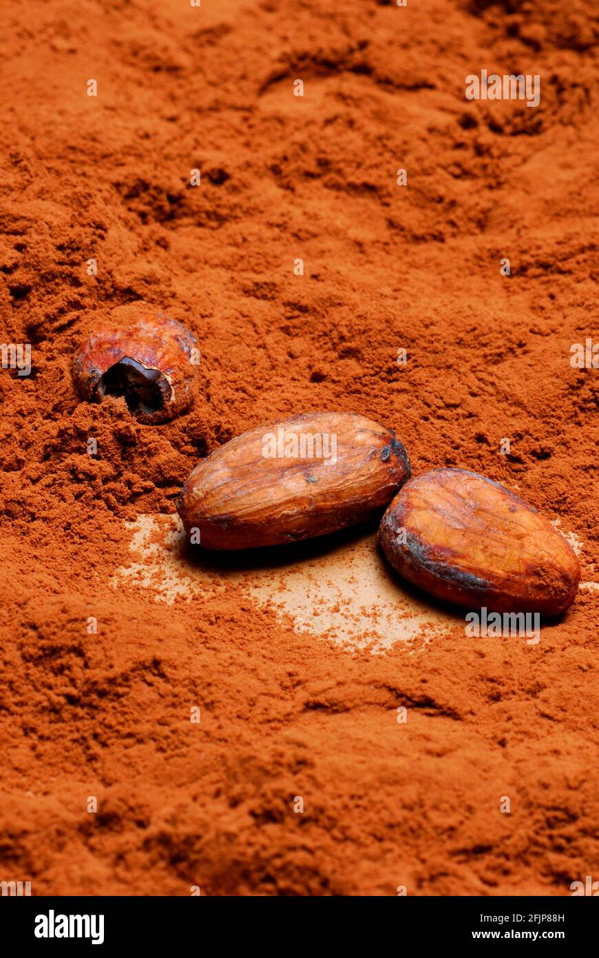Cacao en grano y cacao en polvo (Theobroma cacao) , cacao en grano