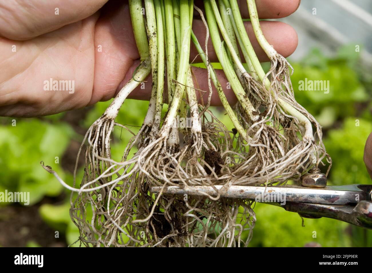 Puerro (Allium porrum), poda de las raíces de las plantas jóvenes, corte  Fotografía de stock - Alamy