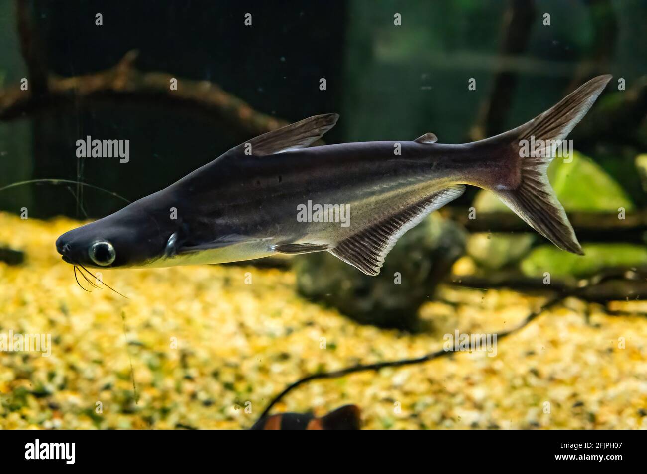 Un tiburón iridiscente (Pangasianodon hyphthalmus - especie de pez gato de  tiburón) nadando dentro de su tanque de agua dulce en el acuario de Sao  Paulo Fotografía de stock - Alamy