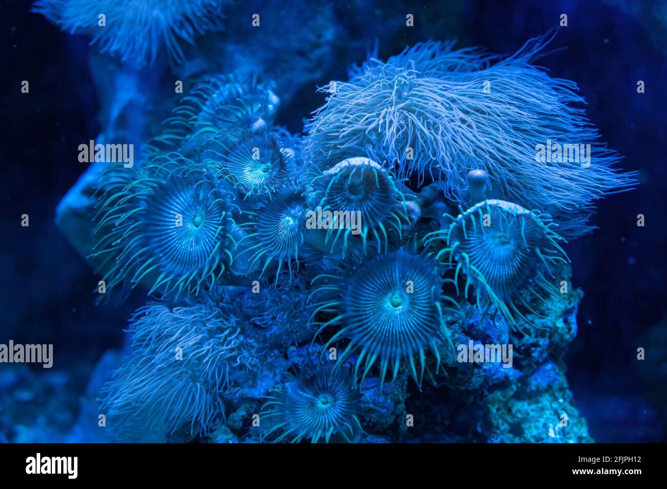 Un arrecife de coral de anémonas marinas (animales depredadores de la orden Actiniaria), parte de la decoración submarina de uno de los tanques de agua marina. Foto de stock